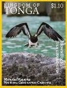 Tonga - Marine Life