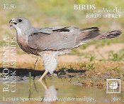 Rarotonga - Birds of Prey - Part 2