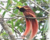 Niuafo'ou - Birds of the World - Paradise