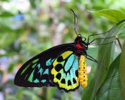 Cook Islands - Butterflies of the World