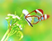 Penrhyn - Butterflies of the World